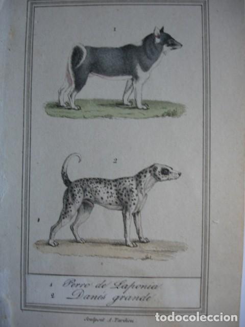 Arte: PERRO DE LAPONIA DANES GRANDE .ZOOLOGIA A&Ntilde;O 1848 COLOREADO A MANO