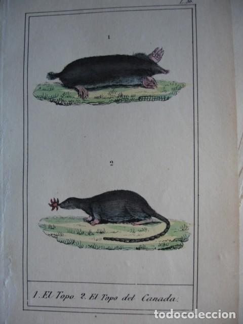 Arte: TOPO   TOPO DE CANADA .ZOOLOGIA A&Ntilde;O 1848 COLOREADO A MANO