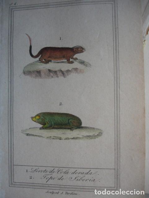 Arte: LEROTE DE COLA DORADA TOPO DE SIBERIA .ZOOLOGIA A&Ntilde;O 1848 COLOREADO A MANO