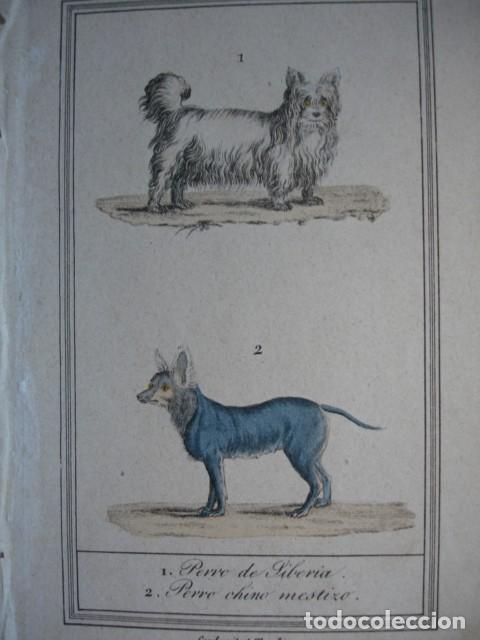 Arte: PERRO DE SIBERIA CHINO MESTIZO  .ZOOLOGIA A&Ntilde;O 1848 COLOREADO A MANO