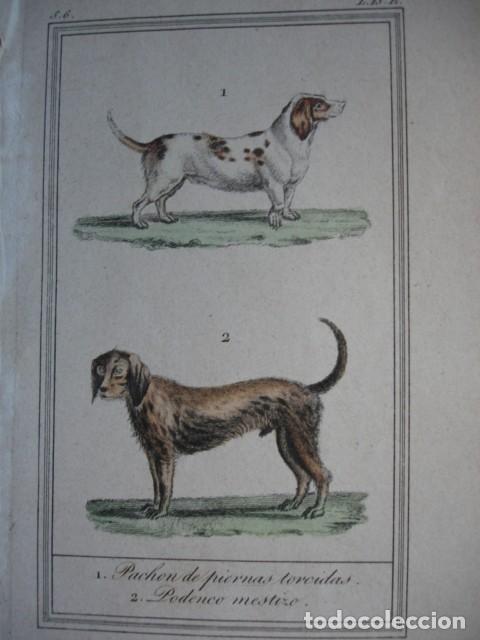 Arte: PERRO PODENCO MESTIZO PACHO PIERNAS TORCIDAS .ZOOLOGIA A&Ntilde;O 1848 COLOREADO A MANO