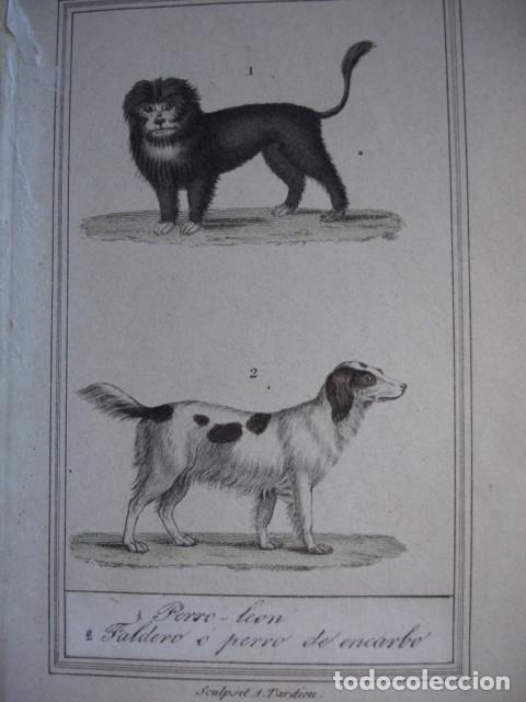 Arte: PERRO LEON PERRO DE ENCARBO .ZOOLOGIA A&Ntilde;O 1848 COLOREADO A MANO