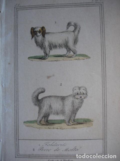 Arte: PERRO FALDERITO PERRO DE MALTA ZOOLOGIA A&Ntilde;O 1848 COLOREADO A MANO