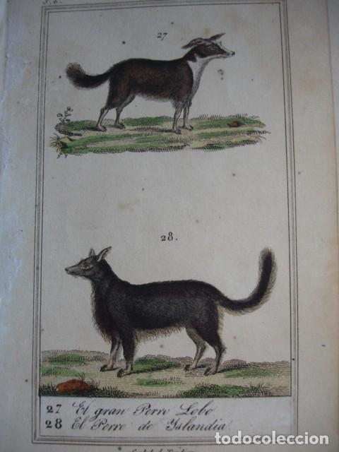 Arte: PERRO LOBO PERRO DE ISLANDIA  ZOOLOGIA A&Ntilde;O 1848 COLOREADO A MANO