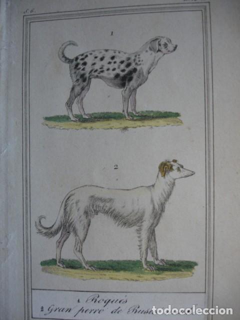 Arte: PERRO ROQUES DE RUSIA MACHO  ZOOLOGIA A&Ntilde;O 1848 COLOREADO A MANO