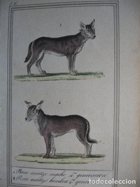 Arte: PERRO DE RUSIA HEMBRA MESTIZO MACHO 4&ordf; GENERACION ZOOLOGIA A&Ntilde;O 1848 COLOREADO A MANO