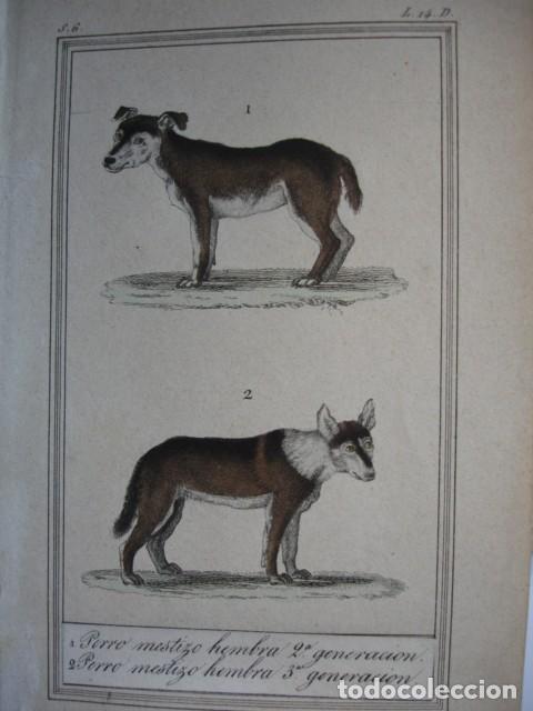 Arte: PERRO  MESTIZO HEMBRA Y MACHO  2 Y 3 &ordf; GENERACION ZOOLOGIA A&Ntilde;O 1848 COLOREADO A MANO
