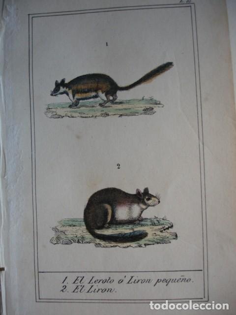 Arte: EL LIRON  ZOOLOGIA A&Ntilde;O 1848 COLOREADO A MANO