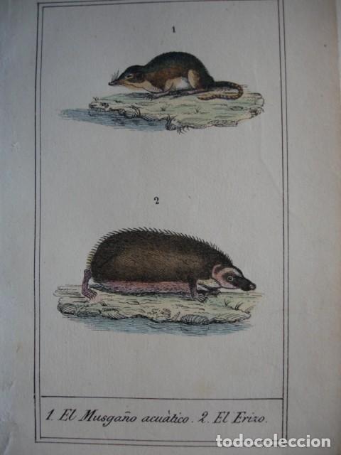 Arte: MUSGA&Ntilde;O ACUATICO ERIZO  ZOOLOGIA A&Ntilde;O 1848 COLOREADO A MANO