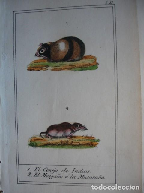 Arte: CONEJO DE INDIAS MUSARA&Ntilde;A  ZOOLOGIA A&Ntilde;O 1848 COLOREADO A MANO