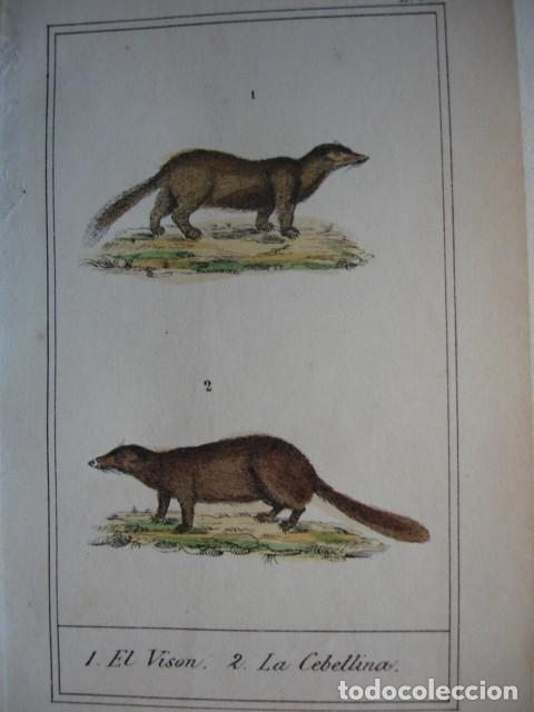Arte: VISON CEBELLINA MARTA  ZOOLOGIA A&Ntilde;O 1848 COLOREADO A MANO