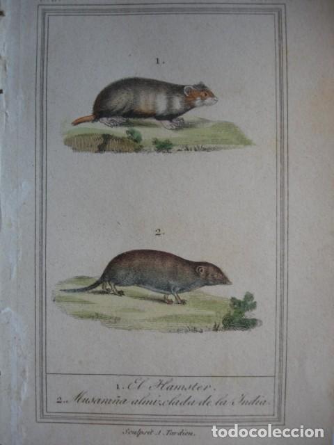 Arte: HAMSTER MUSARA&Ntilde;A ALMIZCLDA DE LA INDIA  ZOOLOGIA A&Ntilde;O 1848 COLOREADO A MANO