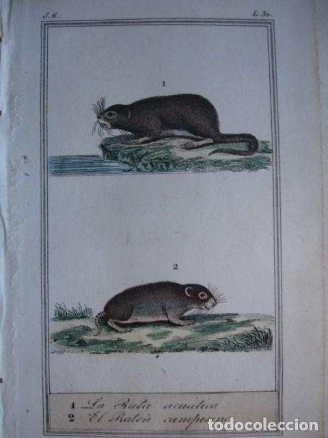 Arte: RATA ACUATICA RATON CAMPESINO  ZOOLOGIA A&Ntilde;O 1848 COLOREADO A MANO