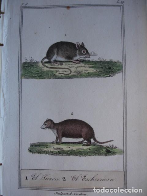 Arte: TURON ESCHERMAN ZOOLOGIA A&Ntilde;O 1848 COLOREADO A MANO
