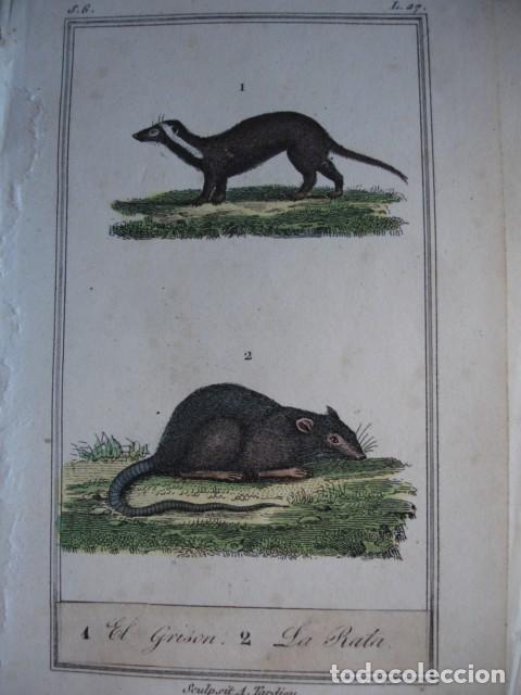 Arte: EL GRISON LA RATA GRANDE ZOOLOGIA A&Ntilde;O 1848 COLOREADO A MANO