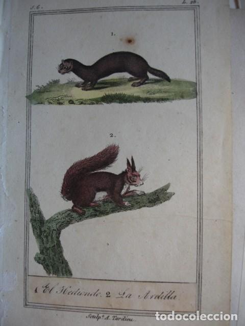Arte: EL HEDIONDO LA ARDILLA  ZOOLOGIA A&Ntilde;O 1848 COLOREADO A MANO