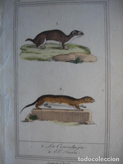 Arte: COMADREJA  EL JUAN ZOOLOGIA A&Ntilde;O 1848 COLOREADO A MANO