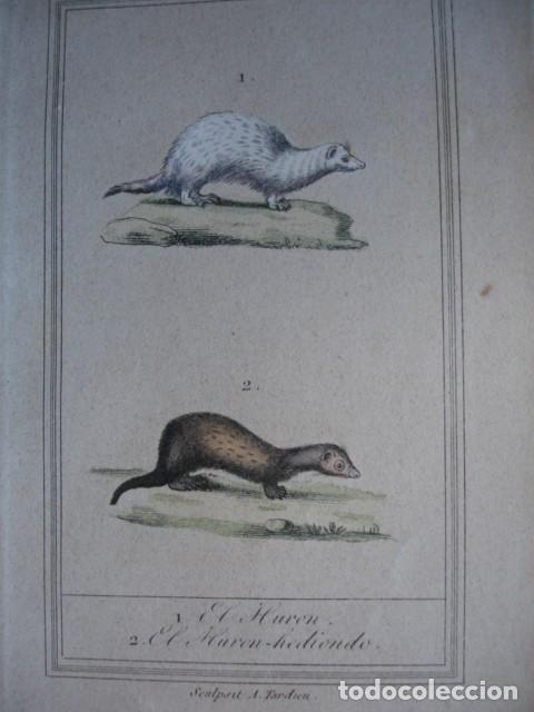 Arte: HURON HURON HEDIONDO  ZOOLOGIA A&Ntilde;O 1848 COLOREADO A MANO
