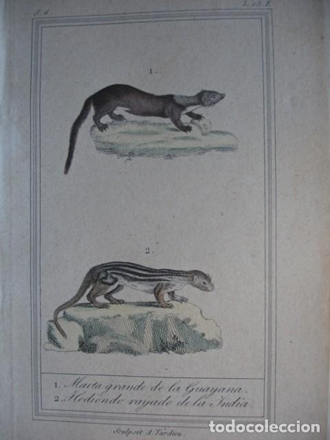 Arte: MARTA DE LA GUAYANA HEDION DE LA INDIA  ZOOLOGIA A&Ntilde;O 1848 COLOREADO A MANO