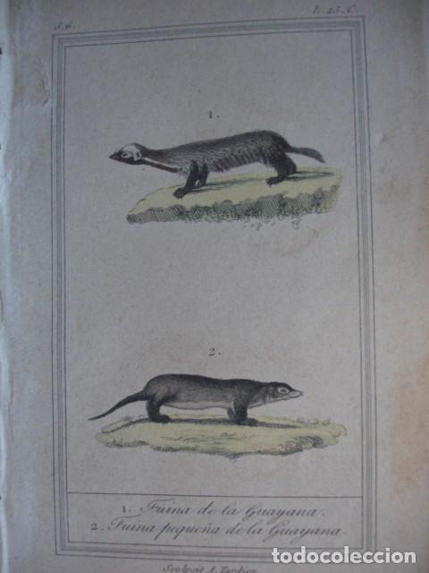 Arte: FUINA DE LA GUAYANA FUINA PEQUE&Ntilde;A  MARTA ZOOLOGIA A&Ntilde;O 1848 COLOREADO A MANO