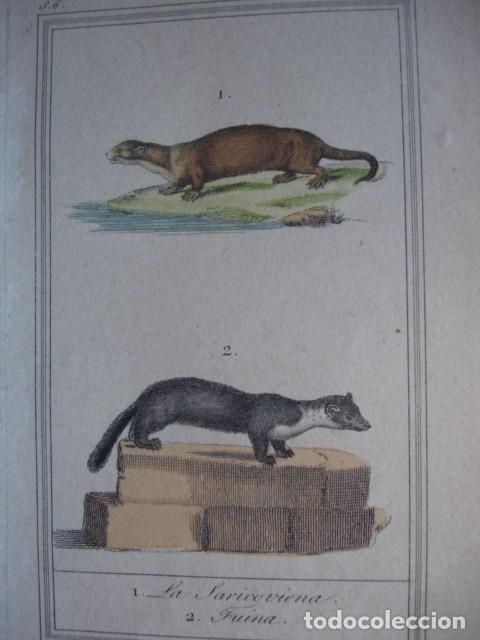 Arte: SARICOVIENA FUINA ZOOLOGIA A&Ntilde;O 1848 COLOREADO A MANO