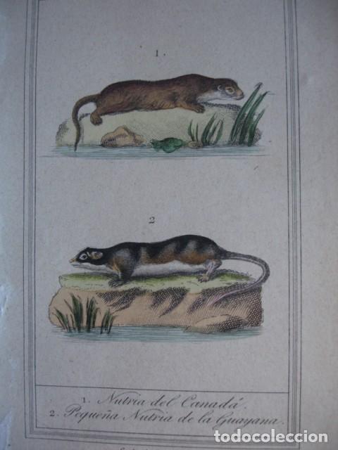 Arte: NUTRIA DEL CANADA NUTRIA DE LA GUAYANA  ZOOLOGIA A&Ntilde;O 1848 COLOREADO A MANO