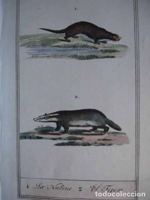Arte: NUTRIA .TEJON ZOOLOGIA A&Ntilde;O 1848 COLOREADO A MANO
