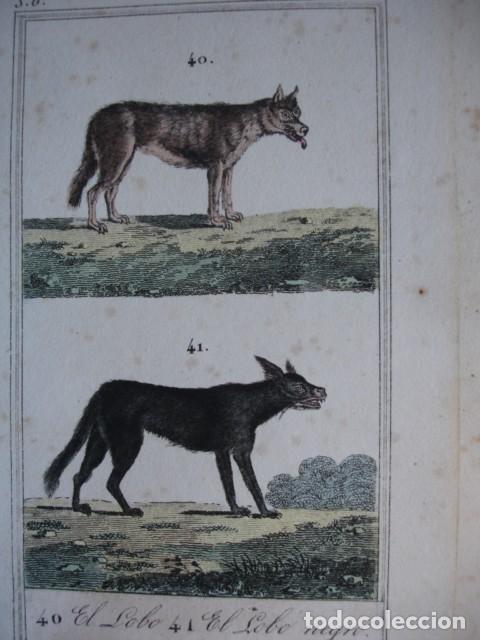 Arte: LOBO LOBO NEGRO .ZOOLOGIA A&Ntilde;O 1848 COLOREADO A MANO