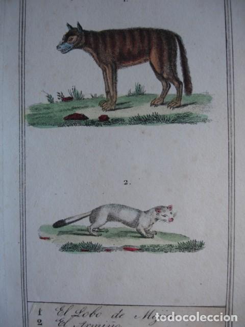 Arte: LOBO DE MEJICO .ARMI&Ntilde;O  .ZOOLOGIA A&Ntilde;O 1848 COLOREADO A MANO