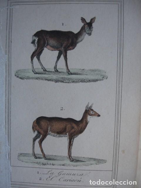 Arte: GAMUZA CARIACU .ZOOLOGIA A&Ntilde;O 1848 COLOREADO A MANO