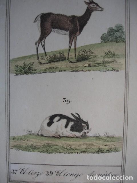 Arte: CORZO CONEJO .ZOOLOGIA A&Ntilde;O 1848 COLOREADO A MANO