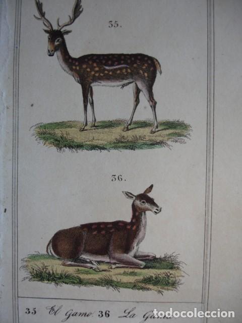Arte: GAMO GAMA .ZOOLOGIA A&Ntilde;O 1848 COLOREADO A MANO