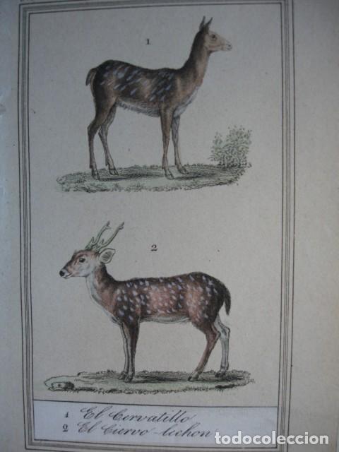 Arte: CERVATILLO CIERVO LECHON .ZOOLOGIA A&Ntilde;O 1848 COLOREADO A MANO
