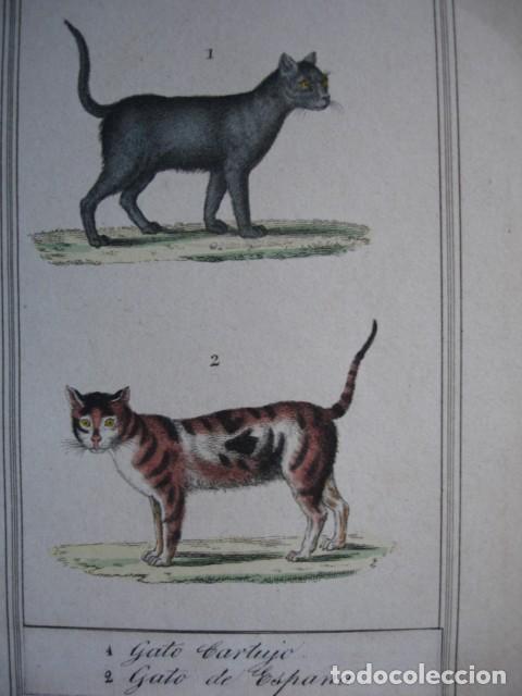 Arte: GATO CARTUJO GATO DE ESPA&Ntilde;A  .ZOOLOGIA A&Ntilde;O 1848 COLOREADO A MANO