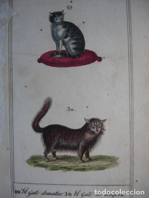 Arte: GATO DOMESTICO GATO DE ANGORA .ZOOLOGIA A&Ntilde;O 1848 COLOREADO A MANO