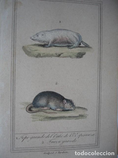 Arte: TOPO GRANDE DEL CABO DE BUENA ESPERANZA.TURON GRANDE  .ZOOLOGIA A&Ntilde;O 1848 COLOREADO A MANO