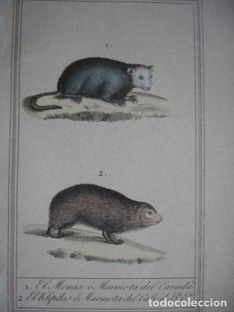 Arte: EL MONAX KLIPDAS O MARMOTA DEL CABO DE BUENA ESPERANZA  .ZOOLOGIA A&Ntilde;O 1848 COLOREADO A MANO