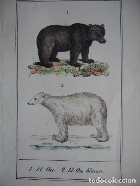 Arte: OSO OSO BLANCO .ZOOLOGIA A&Ntilde;O 1848 COLOREADO A MANO