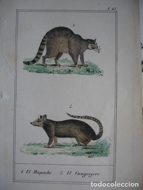 Arte: MAPACHE CANGREJERO  .ZOOLOGIA A&Ntilde;O 1848 COLOREADO A MANO