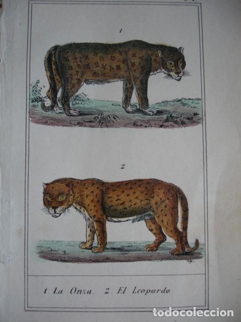 Arte: ONZA LEOPARDO  .ZOOLOGIA A&Ntilde;O 1848 COLOREADO A MANO