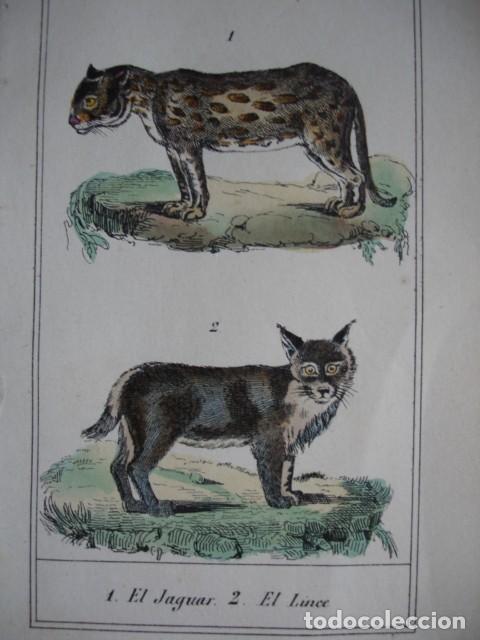 Arte: JAGUAR LINCE .ZOOLOGIA A&Ntilde;O 1848 COLOREADO A MANO