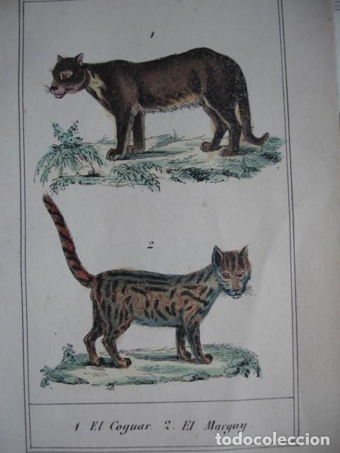 Arte: COGUAR MARGAY  .ZOOLOGIA A&Ntilde;O 1848 COLOREADO A MANO