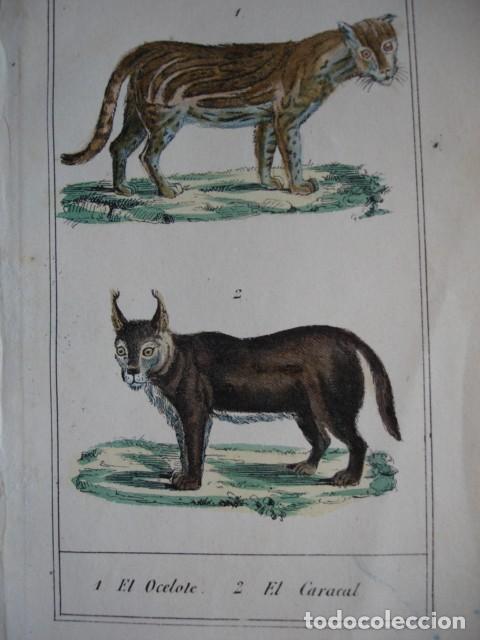 Arte: OCELOTE CACARAL .ZOOLOGIA A&Ntilde;O 1848 COLOREADO A MANO