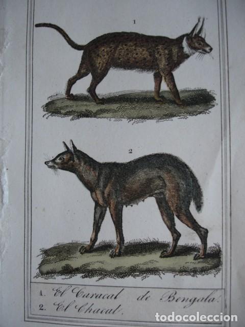 Arte: CARACAL DE BENGALA.CHACAL .ZOOLOGIA A&Ntilde;O 1848 COLOREADO A MANO