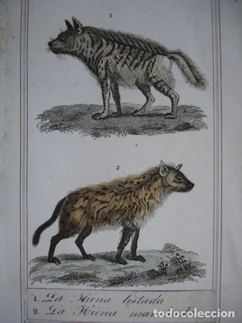 Arte: HIENA MANCHADA Y LISTADA  .ZOOLOGIA A&Ntilde;O 1848 COLOREADO A MANO