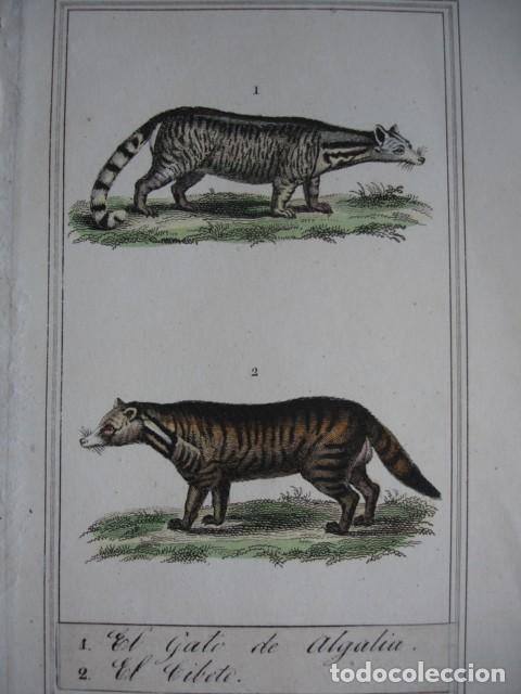 Arte: GATO DE ALGALIA CIBETE  .ZOOLOGIA A&Ntilde;O 1848 COLOREADO A MANO