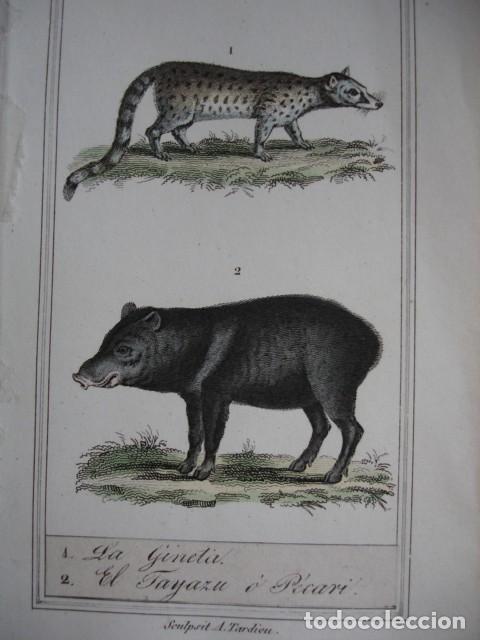 Arte: GINETA FAYAZU O PECARI  .ZOOLOGIA A&Ntilde;O 1848 COLOREADO A MANO