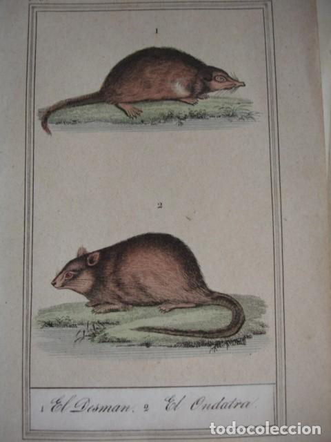 Arte: DESMAN ONDATA .ZOOLOGIA A&Ntilde;O 1848 COLOREADO A MANO