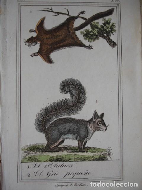 Arte: POLATUCA GRIS PEQUE&Ntilde;O .ZOOLOGIA A&Ntilde;O 1848 COLOREADO A MANO