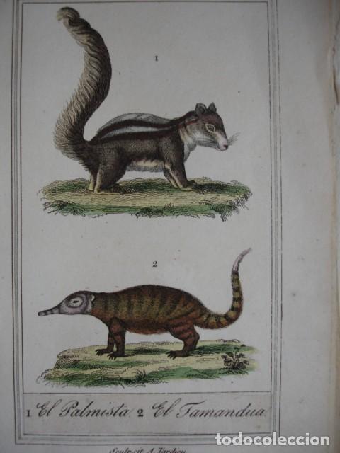 Arte: PALMISTA TAMANDUA  .ZOOLOGIA A&Ntilde;O 1848 COLOREADO A MANO